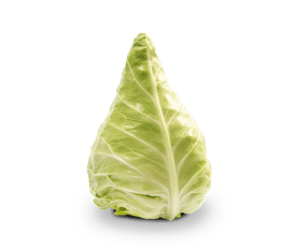 Pointed cabbage